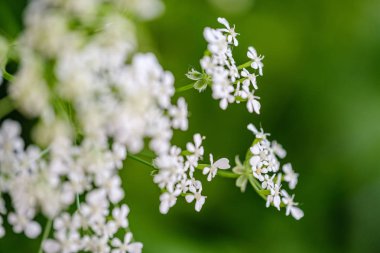 yeşil bulanıklık b küçük beyaz çiçekler ve eğrelme yaprağı bileşimi