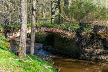ağaç dalları arkasında gizleme orman nehir sakin