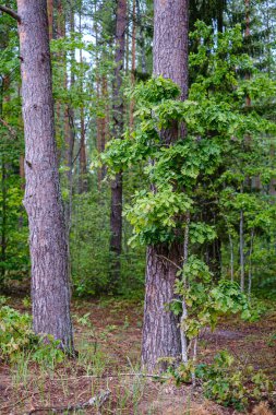 doğada kuru eski ağaç gövde Stomp