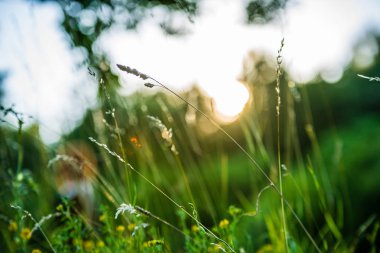ağaç dalları ve bulanıklık arka planda yaprakları. Soyut doku