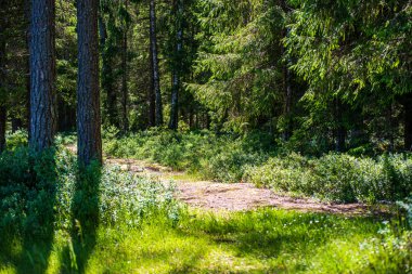 yeşil ormanda doğal güzel turist Trail patika