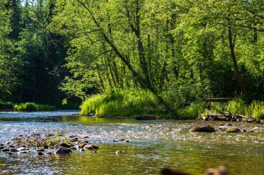 Yaz aylarında Letonya güzel orman Nehri