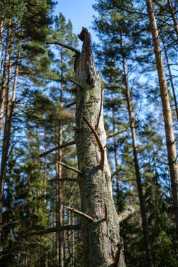 doğada kuru eski ağaç gövde Stomp