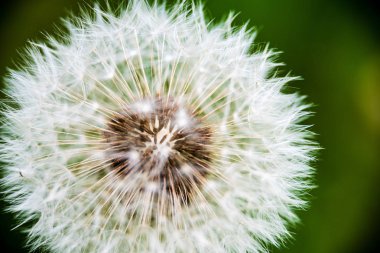 güneş altında yeşil çayır rastgele renk yaz çiçekleri