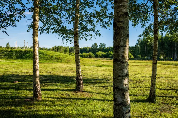 Troncos de árvores na ensolarada floresta de verão — Fotografia de Stock