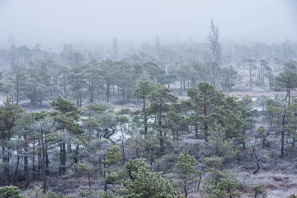 Kış aylarında güneşli günde Frost karlı orman ağaçları — Stok fotoğraf