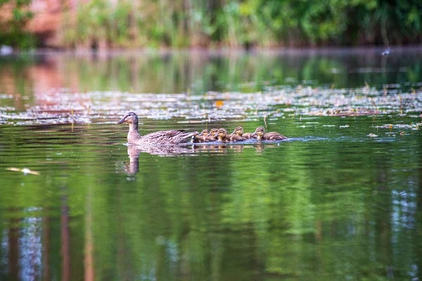 Утка мама с утятами плавание в озере в строю — стоковое фото