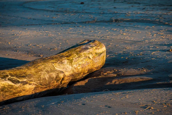 Сухий старий дерев'яний тулуб у природі — стокове фото