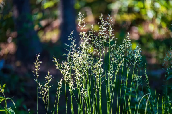 Сухі травинки на розмитій текстурі тла — стокове фото