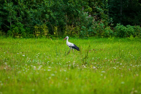 Stork fågel i naturlig miljö — Stockfoto