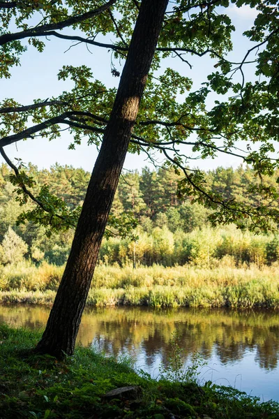 Calma floresta rio escondido atrás de galhos de árvores — Fotografia de Stock