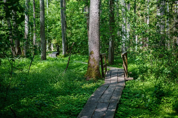 Vieux tronc d'arbre sec piétiner dans la nature — Photo