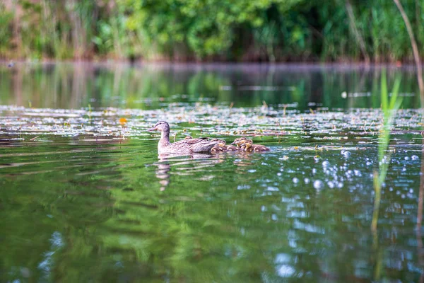 Πάπια μαμά με παπάκια κολύμπι στη λίμνη σε σχηματισμό — Φωτογραφία Αρχείου