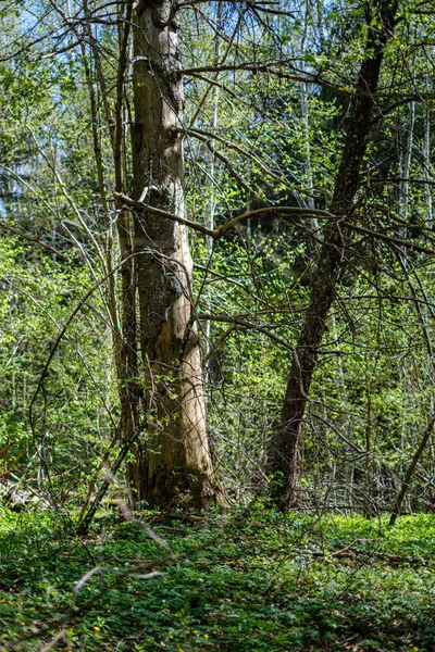 Suche stare drzewo pień Stomp w przyrodzie — Zdjęcie stockowe