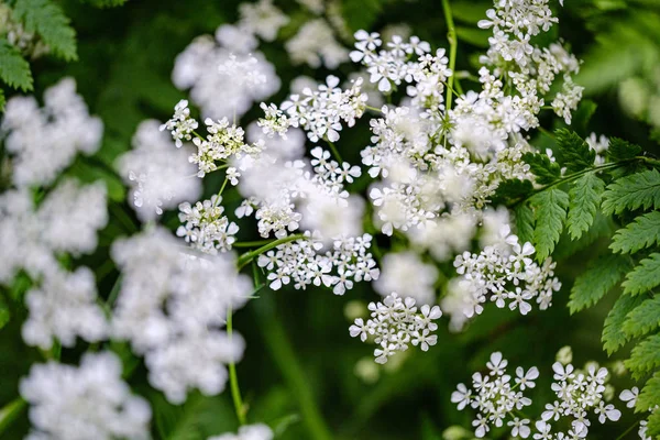 Composición de pequeñas flores blancas y la hoja de helecho en el desenfoque verde b — Foto de Stock