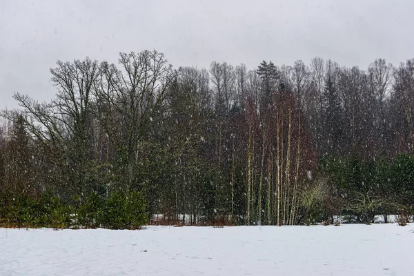 Παγετό χιονισμένα δάση δέντρα την ηλιόλουστη μέρα το χειμώνα — Φωτογραφία Αρχείου