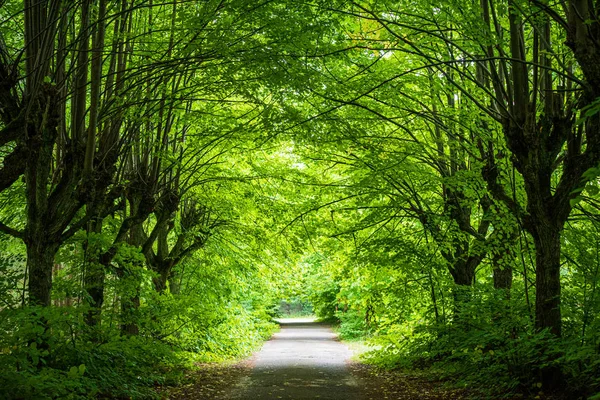 Prachtige wandelroute in het groene woud — Stockfoto