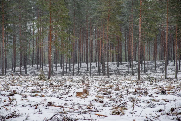 Vorst besneeuwde bos bomen in zonnige dag in de winter — Stockfoto