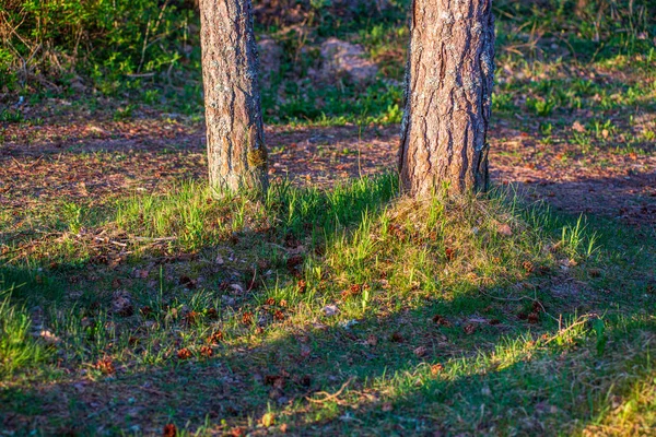 Tronco de árbol viejo seco pisar en la naturaleza — Foto de Stock