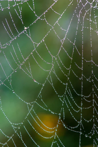 Toiles d'araignée toile d'araignée naturelle dans la lumière du matin avec des gouttes de rosée — Photo