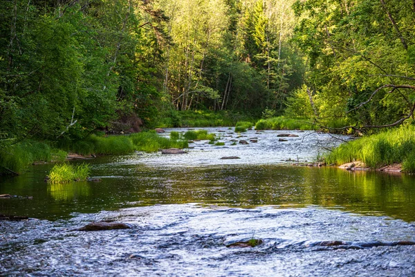 Belo rio floresta em latvia no verão — Fotografia de Stock