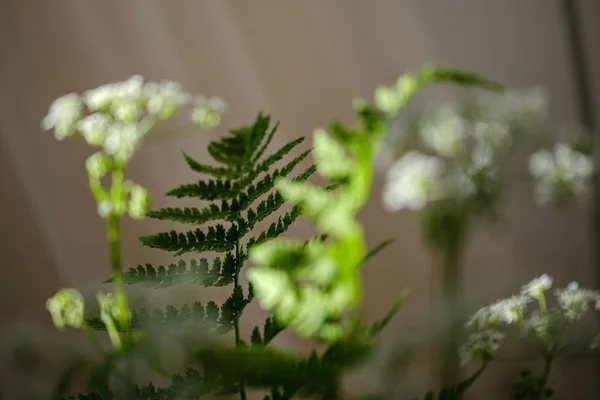 Skład małych białych kwiatów i liść paproci na zielone rozmycie b — Zdjęcie stockowe