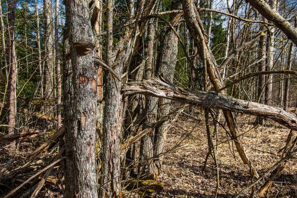 Torrt gammalt träd stammen Stomp i naturen — Stockfoto