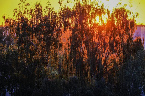 Dramático pôr do sol vermelho cores no céu acima de árvores e campos — Fotografia de Stock
