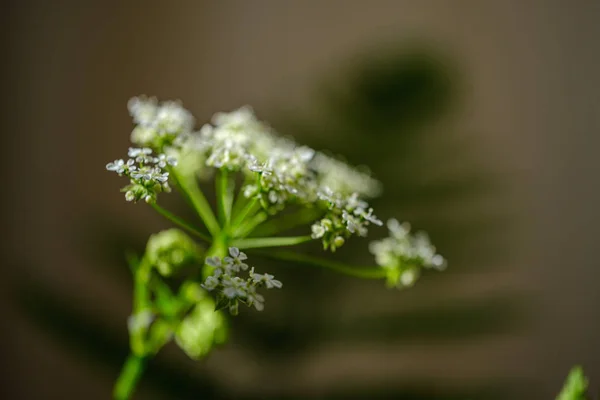 Composition de petites fleurs blanches et de feuilles de fougère sur flou vert b — Photo