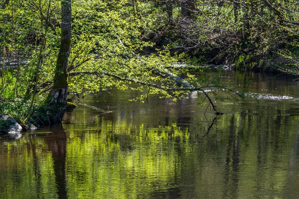 Calma floresta rio escondido atrás de galhos de árvores — Fotografia de Stock