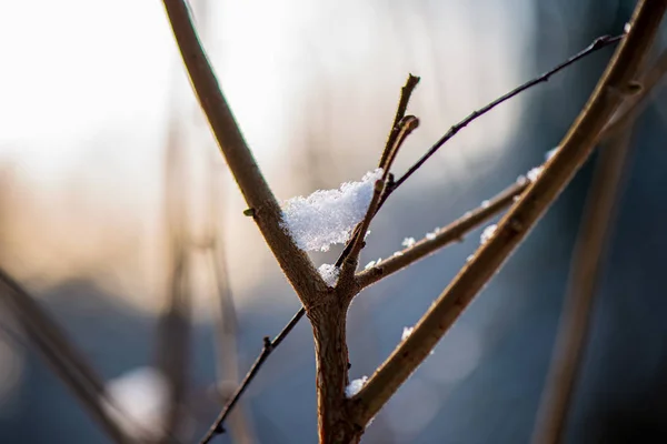 Boom tops in het bos groeit naar de blauwe hemel — Stockfoto