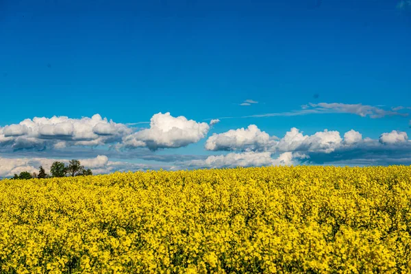 Colza bloominf campos amarillos en primavera bajo el cielo azul en los soles —  Fotos de Stock