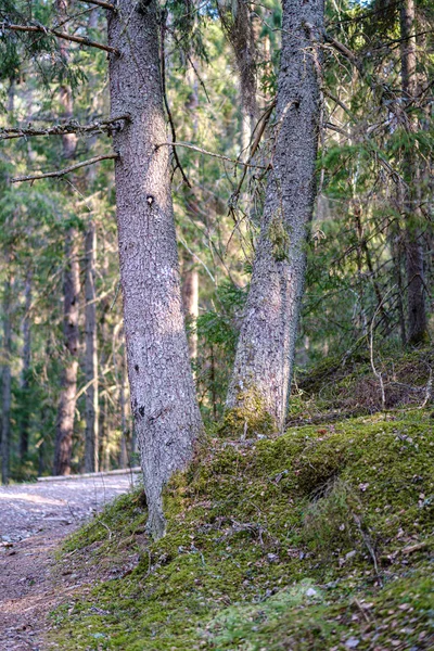 Vieux tronc d'arbre sec piétiner dans la nature — Photo