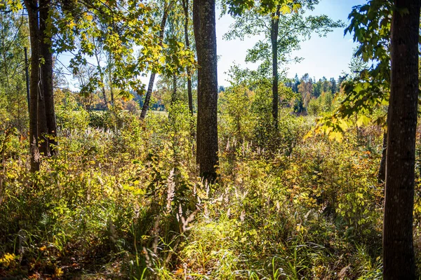 Bosque de otoño soleado con grandes troncos de árboles — Foto de Stock