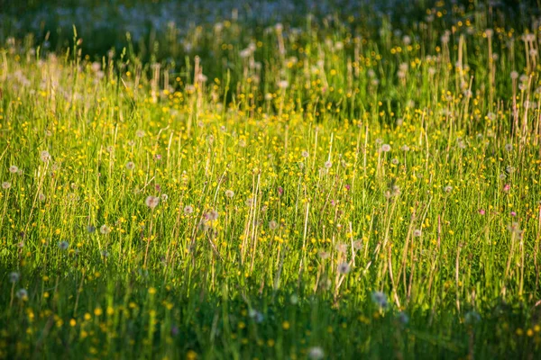 Pascolo prato verde con fiori in fiore nel caldo estivo — Foto Stock