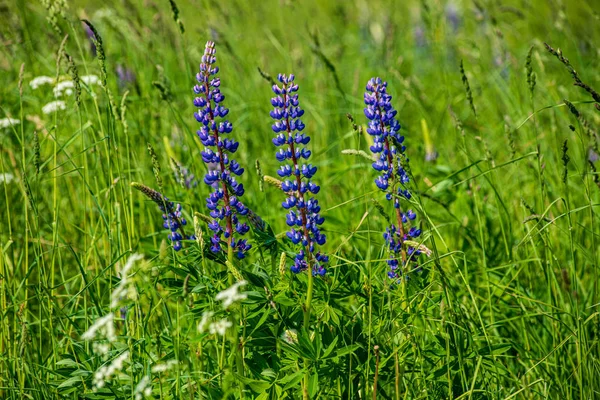 Pascolo prato verde con fiori in fiore nel caldo estivo — Foto Stock