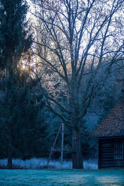 Vrcholky stromů v lese na modrém nebi — Stock fotografie