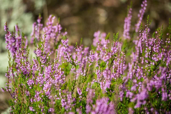 Flores de brezo en el bosque sobre fondo verde desenfoque — Foto de Stock