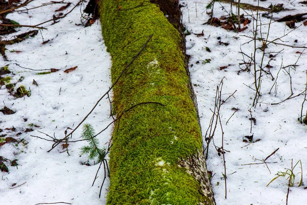 Száraz öreg fa törzs Stomp a természetben — Stock Fotó