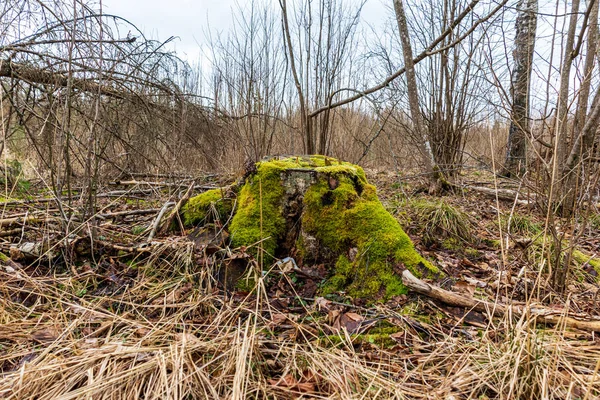 Secco vecchio albero tronco calpestio in natura — Foto Stock