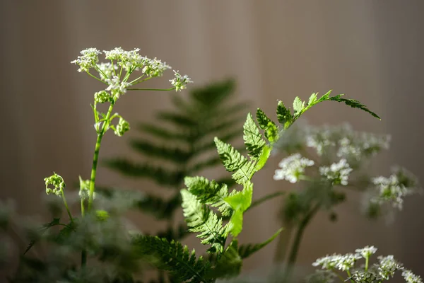 Σύνθεση των μικρών λευκών λουλουδιών και του φύλλου φτέρης στο πράσινο θόλωμα b — Φωτογραφία Αρχείου