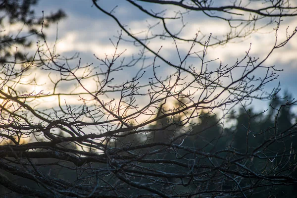 Träd toppar i skogen växer till den blå himlen — Stockfoto