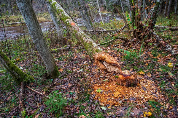 Сухий старий дерев'яний тулуб у природі — стокове фото
