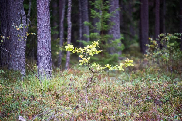 Ramos de árvores e folhas no fundo borrão. textura abstrata — Fotografia de Stock