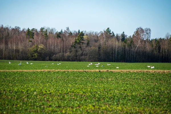 Prado verde bajo el cielo azul en el campo — Foto de Stock