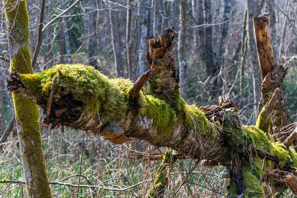 Сухой старый ствол дерева топать в природе — стоковое фото