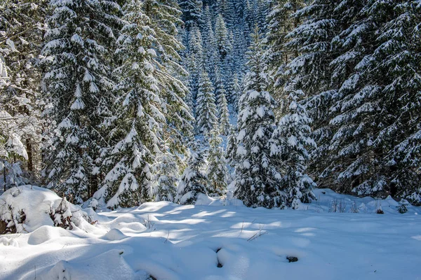 Mroźne ośnieżone drzewa w słoneczny dzień zimą — Zdjęcie stockowe