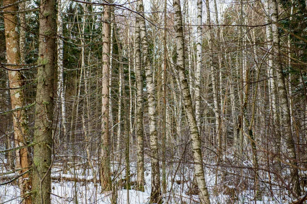 Geada árvores da floresta nevadas no dia ensolarado no inverno — Fotografia de Stock