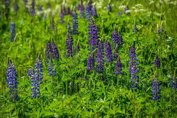 Зеленые луга пастбища с цветущими цветами в летнюю жару — стоковое фото