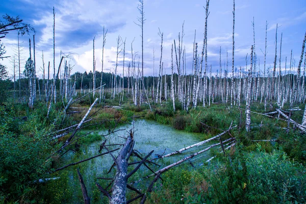 Copas de árboles en el bosque creciendo hasta el cielo azul — Foto de Stock